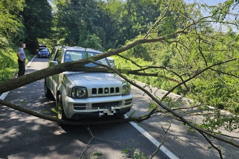 Albero sulla strada, paura a Orino
