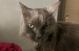 «Panci è scomparso»: appello per ritrovare il gatto