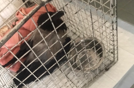 Cornacchia disidratata, gatti in difficoltà: la morsa del caldo sugli animali