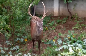 Auto contro cervo: paura per la conducente, ferito l’animale