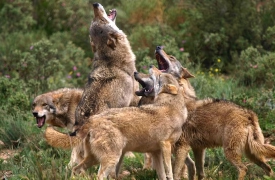 L’attacco dei lupi vicino al ristorante del Monte Tamaro