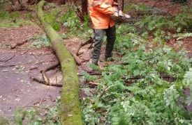 Due robinie di 16 metri crollano sulla strada