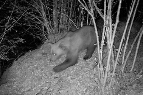 Orso avvistato a Finero, il sindaco chiude i sentieri