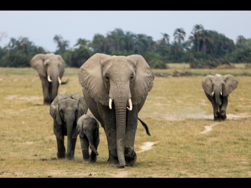 Turista fa bere una birra ad un elefante in savana, ricercato