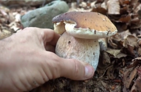 Cerca funghi e si ferisce: soccorso