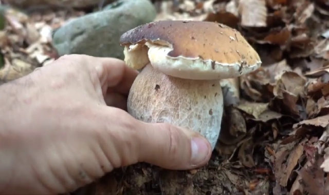 Cerca funghi e si ferisce: soccorso