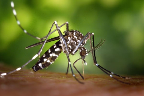 Dengue a Canegrate, via alla disinfestazione