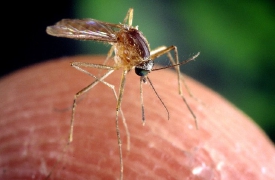 Anziana del Novarese morta per il virus West Nile