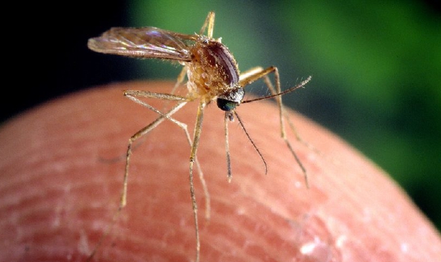 Anziana del Novarese morta per il virus West Nile
