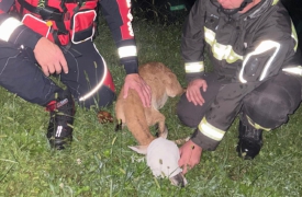 Cittiglio, muflone nel torrente: salvato