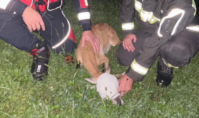 Cittiglio, muflone nel torrente: salvato