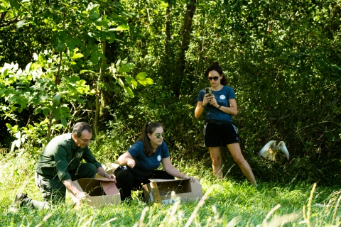 Varese, il volo dei piccoli falchi