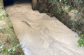 Sostanza densa nel fiume, moria di pesci e gamberi
