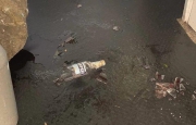 Blitz dei ladri al pub di Prospiano