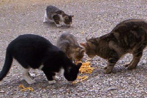 Gallarate, la città dei gatti