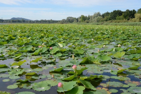 Lago di Varese: via i fiori di loto. Sono infestanti