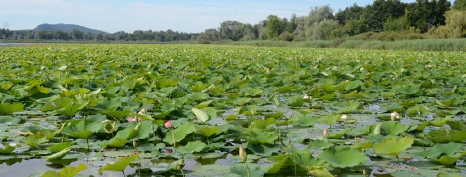Lago di Varese: via i fiori di loto. Sono infestanti