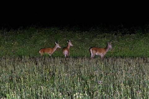 Cerbiatti e cinghiali sui terreni del futuro canile