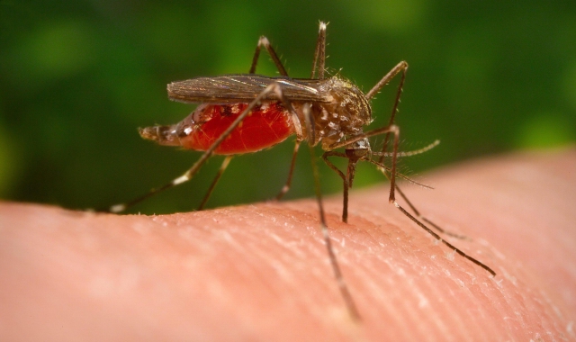 La zanzara responsabile della trasmissioen del virus