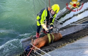 Cervo salvato nel canale