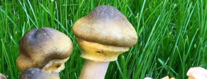 Funghi sì, ma meglio verificare