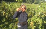 Vino varesino: 80.000 bottiglie