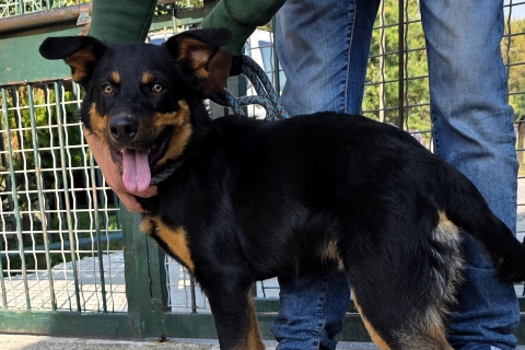 Squalo, il cane che ha vegliato sul padrone morto