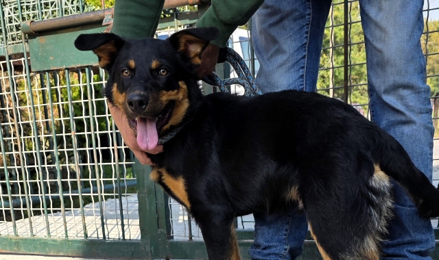 Il cucciolo di nome Squalo