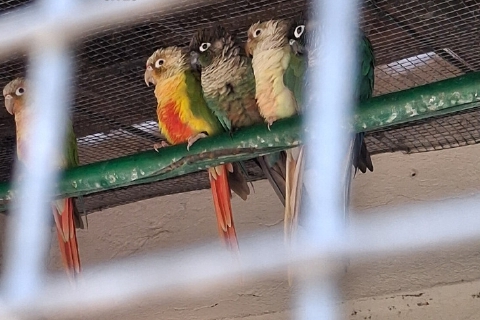 Pappagalli sequestrati sull’Isola Madre: parco zoologico abusivo