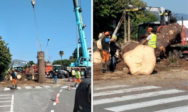 Abbattuto lo storico pino “del Maderna” a Ranco