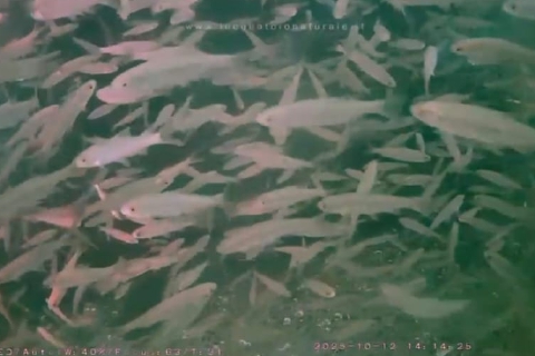 Sembrano i tropici, è il Lago Maggiore: web cam riprende la vita dei pesci