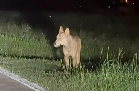 Orsi e lupi: l’Ente Parco Val Grande contro le fake news