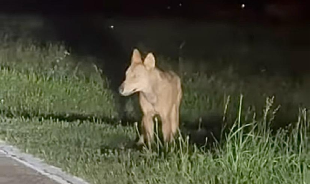 Orsi e lupi: l’Ente Parco Val Grande contro le fake news