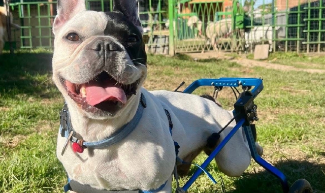 Il bulldog Leone può muoversi grazie alla carrozzina, che gli permette di tenere sollevate le zampe posteriori