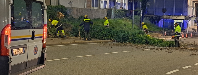 Albero a rischio crollo, abbattimento in serata