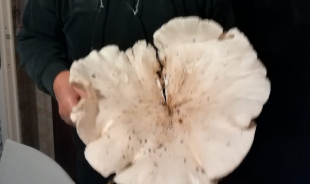 Fungo da record nei boschi di Gorla