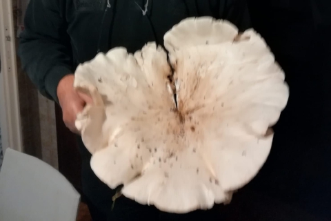 Fungo da record nei boschi di Gorla