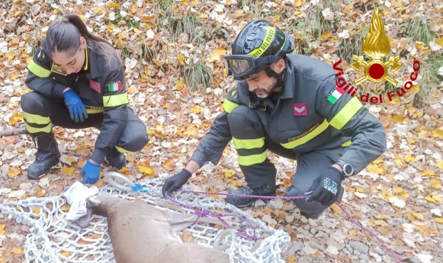Capriolo ferito nei boschi di Velate: soccorso
