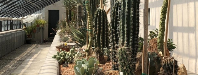 Un tesoro vegetale nelle Serre Liberty