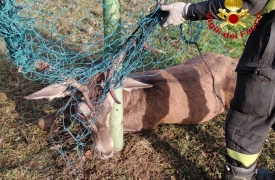 Cervo impigliato in una rete: soccorso alla Rasa