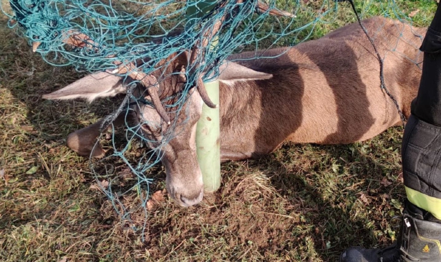 Cervo impigliato in una rete: soccorso alla Rasa