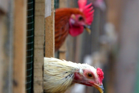 Aviaria nel Bustese, controlli negli allevamenti