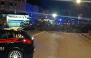 Tempesta di vento, crolla un albero in via Sanvito