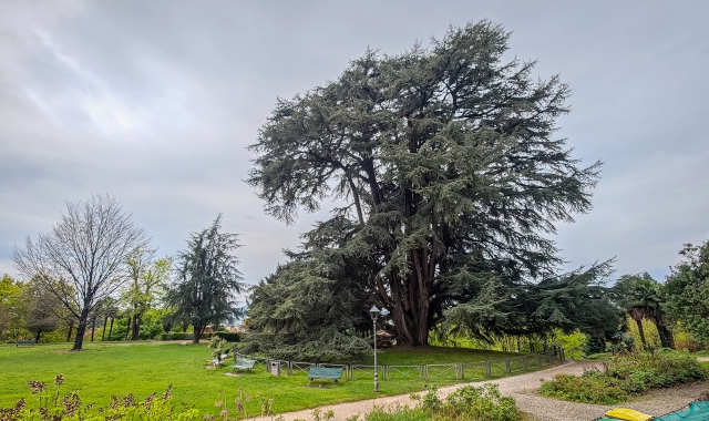 Il cedro del Libano a Villa Mirabello, Varese