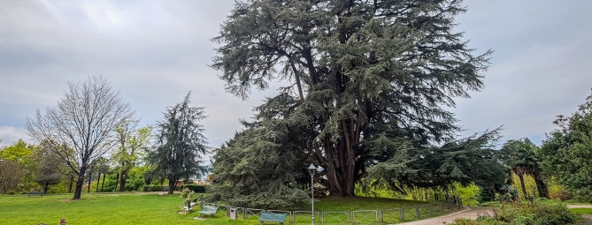 Alberi magici: 78 in provincia di Varese