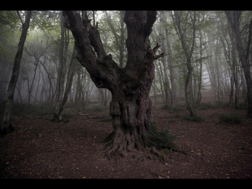 Foreste patrimonio Unesco in fiamme, Iran chiede aiuto estero