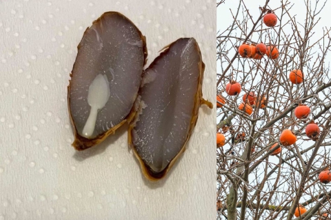 Varese sommersa dalla neve: lo dicono i cachi