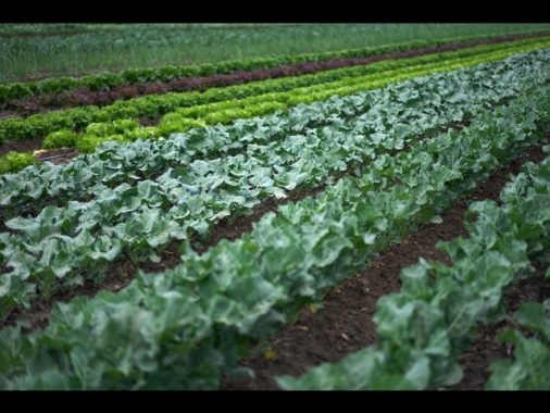 Rapporto Ismea, agroalimentare italiano vale il 15% del Pil