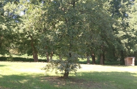 Un albero per ogni nato: nasce il giardino di Mercallo