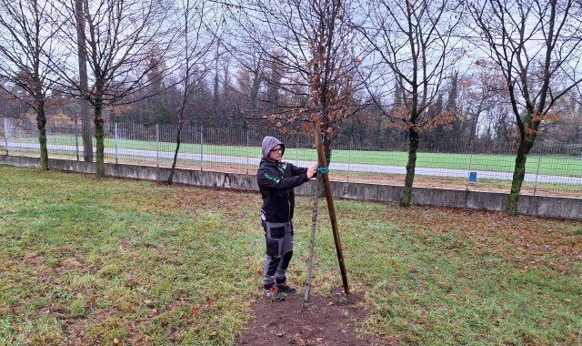 Uno degli alberi piantumati nell’area verde dell’impianto di Lonate Pozzolo